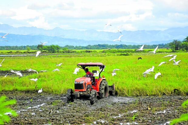 In this photo taken in January, a farmer in Urdaneta City, Pangasinan, uses a tractor to prepare his land for planting rice. STORY: DA reports increase in rice production