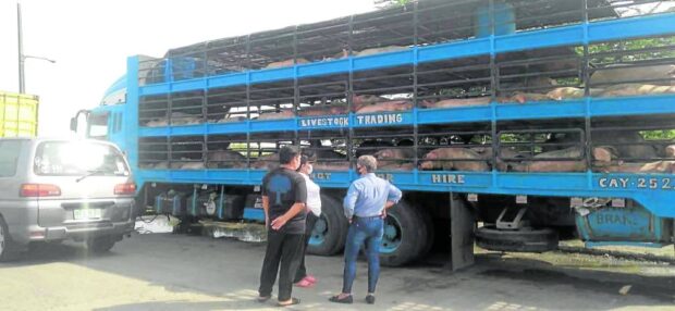 SHIPPED Healthy pigs are shipped out of Negros Occidental last week for sale in the different provinces of Luzon and the Visayas.—CONTRIBUTED PHOTO