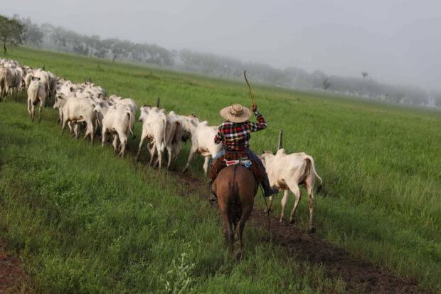 Brazil cattle die