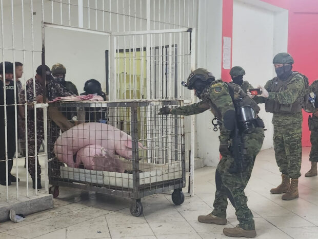 Members of Ecuador's security forces confiscate pigs in a high security jail, in Santo Domingo