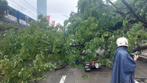 Two people were hurt due to a fallen Narra tree in Edsa fronting Corinthian Gardens early Thursday, the Metropolitan Manila Development Authority (MMDA) said.