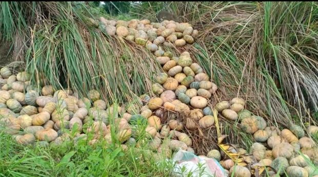 A supply glut has pushed the prices of squash in this town plummeting as low as P2 a kilo, forcing beleaguered farmers to either give them away or leave them along the roadside to rot.