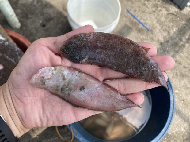 Flounder fish seen on surface water of Manila Bay; dredging blamed