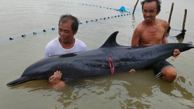 The Bureau of Fisheries and Aquatic Resources (BFAR) in Ilocos Sur province is looking for volunteers willing to help rehabilitate an injured dolphin that washed ashore in the waters off Candon City.