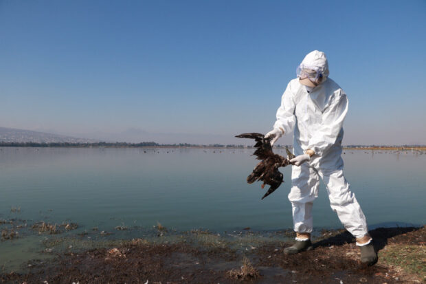 FILE PHOTO: Authorities investigate death of hundreds of birds on Pacific coast, in Mexico