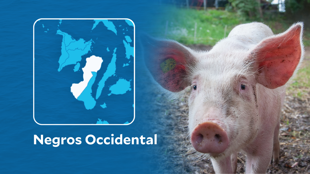 zero pig deaths from various diseases for the fifth straight day in Negros Occidental