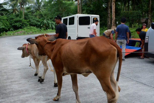 SAFER SPACE Albay officials and farmers at Barangay SanRoque in Malilipot town start gathering livestock to be taken to shelters away from the danger zone around of Mayon Volcano on Saturday. —CONTRIBUTED PHOTO FROM ALBAY VETERINARY OFFICE