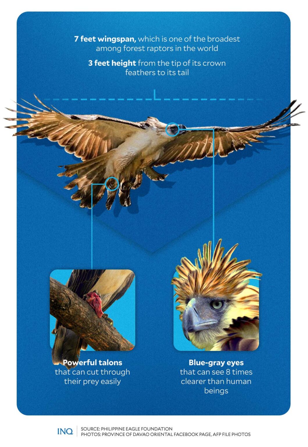 Philippine Eagle Week: Unabated forest destruction killing national