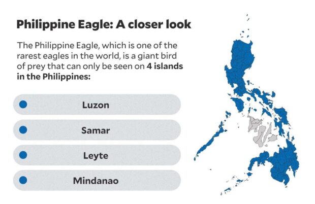 Philippine Eagle - a closer look
