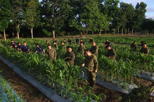 An agri-reforestation project of the Philippine Army’s Armor Division and the nongovernment organization Tarlac Heritage Foundation (THF) has expanded to corn-growing.