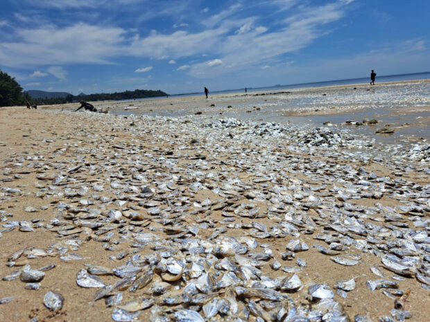 Thai mass fish die-off