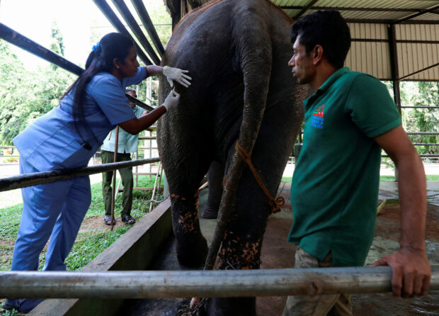 ailing Thai elephant 