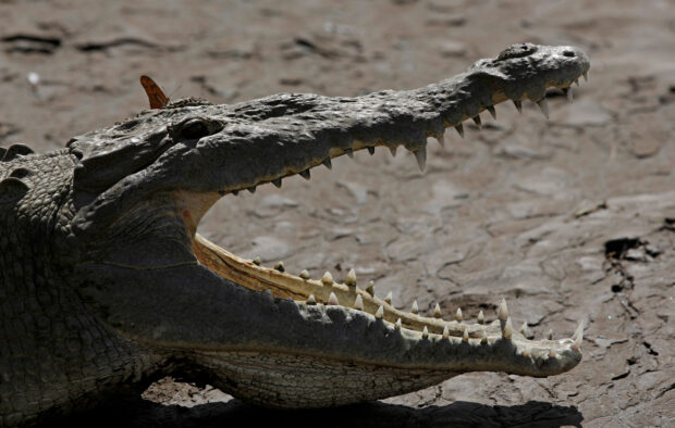 crocodile 'virgin birth' at Costa Rica zoo