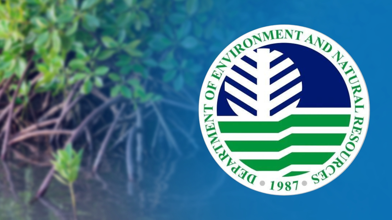 DENR planted ‘wrong’ mangrove species, say advocates