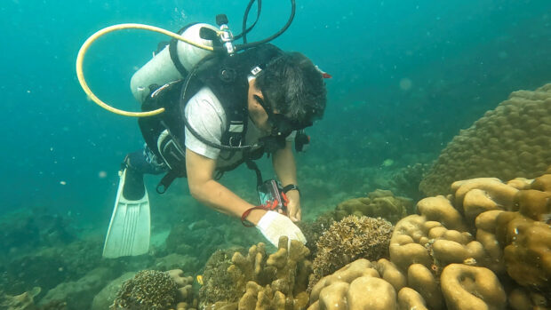 restore coral reefs