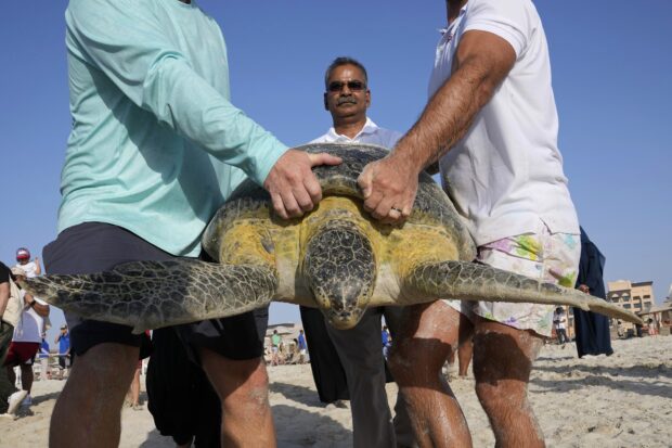 struggling sea turtles get a helping hand