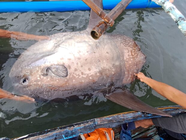 A sunfish estimated to weigh around 100 kilos was found in the port of this city at 6:15 a.m. on Thursday, June 15.