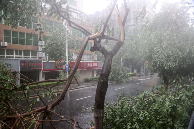 A fallen tree is seen after Typhoon Doksuri landfall in Xiamen, in China's eastern Fujian province on July 28, 2023. (Photo by AFP) / China OUT