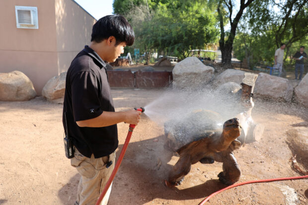 Zookeeper Shinji Otsuru gives Elvis, the Galapagos giant tortoise, a shower at the Phoenix Zoo, as Arizona, U.S. battles through a relentless heat wave, with temperatures soaring above 110 degrees Fahrenheit, 43C, for 22 consecutive days, July 21, 2023. REUTERS/Liliana Salgado