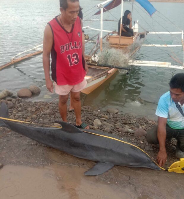 A bottlenose dolphin was found dead in the northern portion of Carbin Reef at the Sagay Marine Reserve in Sagay City, Negros Occidental, early Monday morning, July 3.