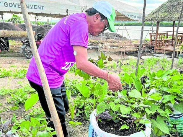 A FARM FOR THE PEOPLE Cebu City Councilor Pastor Alcover Jr. shows the vegetables planted at the "People’s Farm" at the city-owned lot in South Road Properties on July 7. PHOTO COURTESY OF CHITO ARAGON