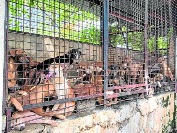 RESCUED In this photo taken in May, these dogs, many ofthem sick and starving, are found cramped in cages at an abandoned animal shelter in Barangay Adlaon, Cebu City, during an inspection by a teamfrom the city veterinary office. —NESTLE SEMILLA