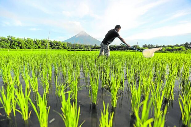 FARM TRAINING Amid a backdrop of the restive Mayon Volcano, a farmer in this photo taken on July 11 catches insects in an organic farm in Legazpi City, Albay, as part of an agriculture trainingprogram that helps farm workers analyze rice field information like water depth, potential pests and crop appearance. —MARK ALVIC ESPLANA