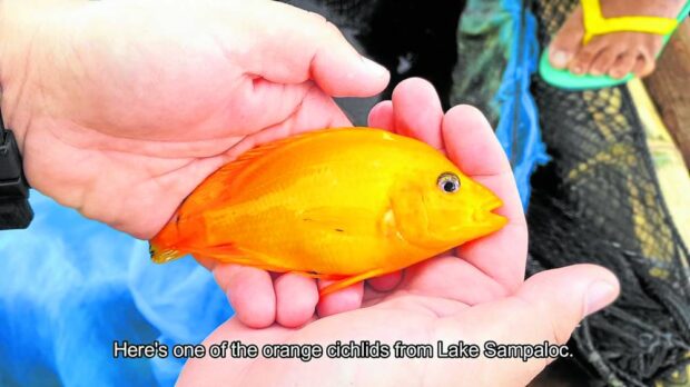 All that glittery fish isn’t gold for San Pablo’s Sampaloc Lake