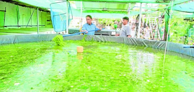 Learn about aqua farming in this Dagupan backyard