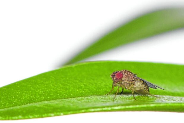 Scientists engineer fruit flies capable of ‘virgin birth’