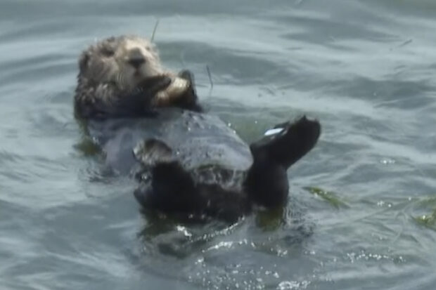 Sea otter harassing surfers off California coast eludes capture as her fan club grows