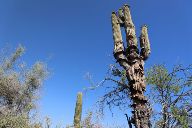 Arizona's saguaro cacti