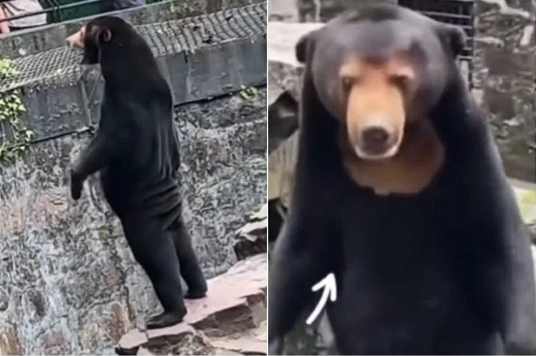 What were some of the reactions and speculations from Weibo users regarding the sun bear video?