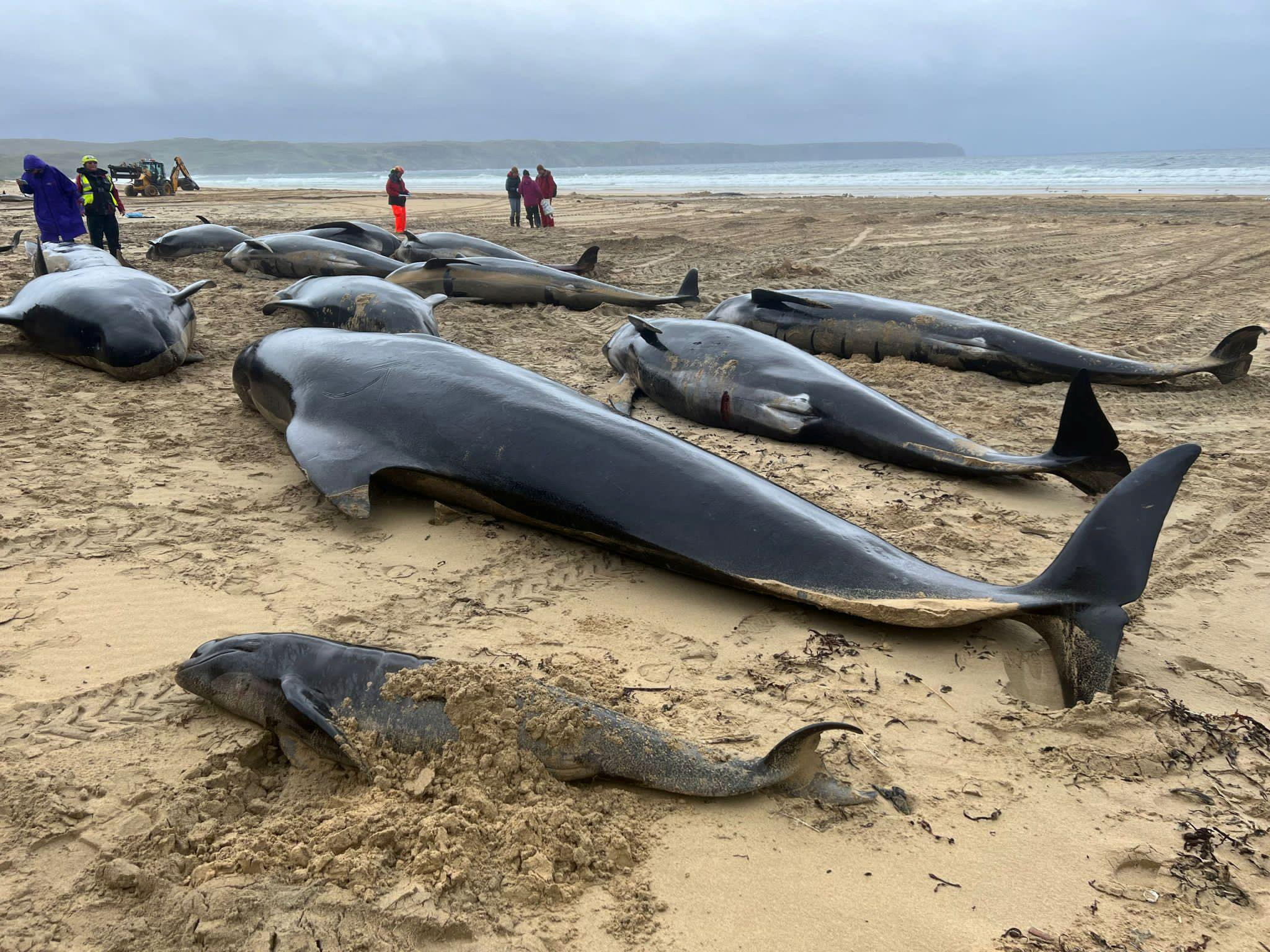 more-than-50-pilot-whales-die-after-mass-stranding-on-scottish-beach