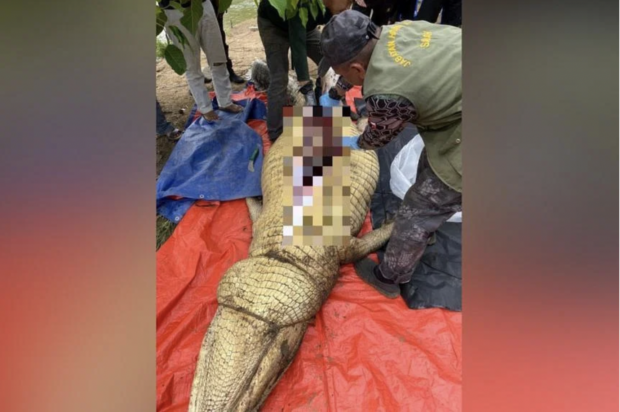 Remains of missing man found in croc’s gut