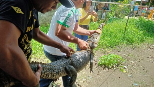 Crocodile trapped in Eastern Samar town fish cage, rescued and turned over to DENR