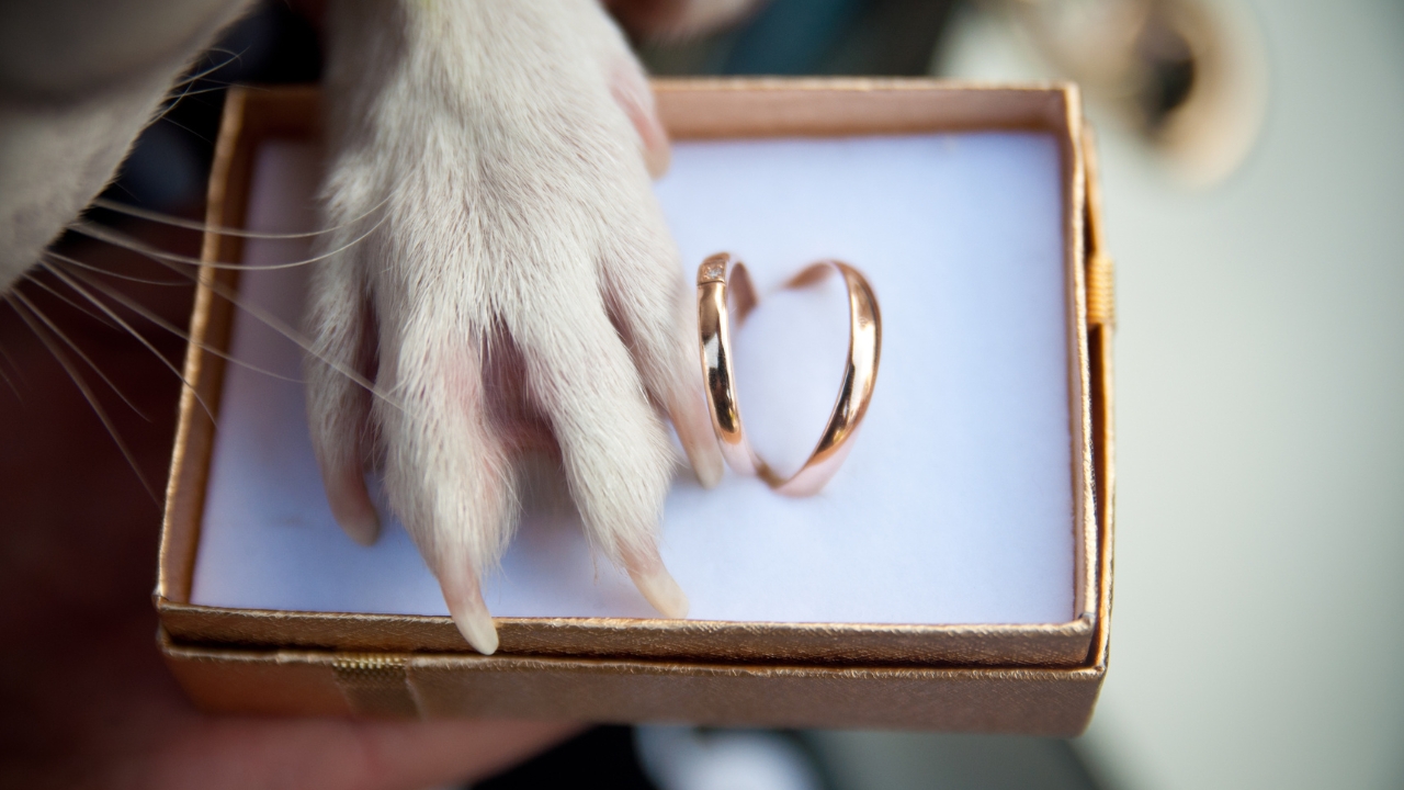 Photo of a dog's hand touching a wedding ring for story: Fur-ever after: Indonesians sorry after lavish dog 'wedding' backlash