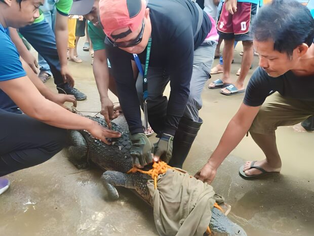 A slightly injured 7.6-foot long saltwater crocodile was rescued by authorities in Pampang village, Lapuyan, Zamboanga del Sur on Friday after locals reported its presence in the area. Photo by Angelo Danganan
