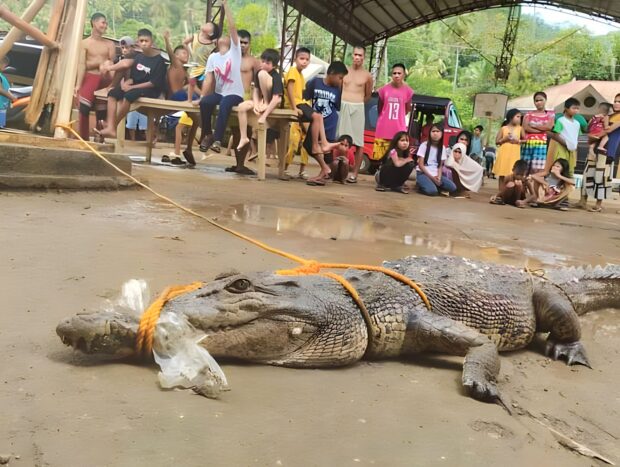 A slightly injured 7.6-foot long saltwater crocodile was rescued by authorities in Pampang village, Lapuyan, Zamboanga del Sur on Friday after locals reported its presence in the area. Photo by Angelo Danganan