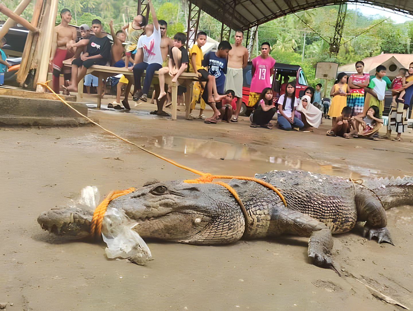 7.6-foot saltwater crocodile rescued in Zamboanga del Sur town ...