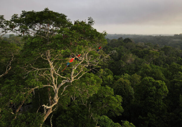 Amazon countries meeting next week for a summit on cooperation to save the rainforest aim to set up a scientific body to share research.