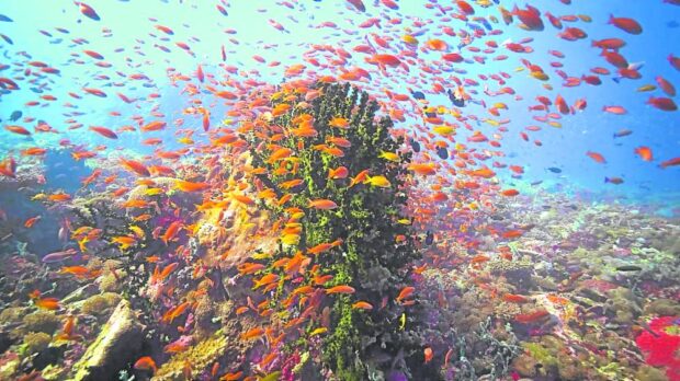 Colorful coral formations under the Verde Island Passage