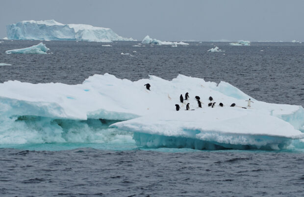 FILE PHOTO: Scientists investigate impact of climate change on penguin colonies in Antarctica