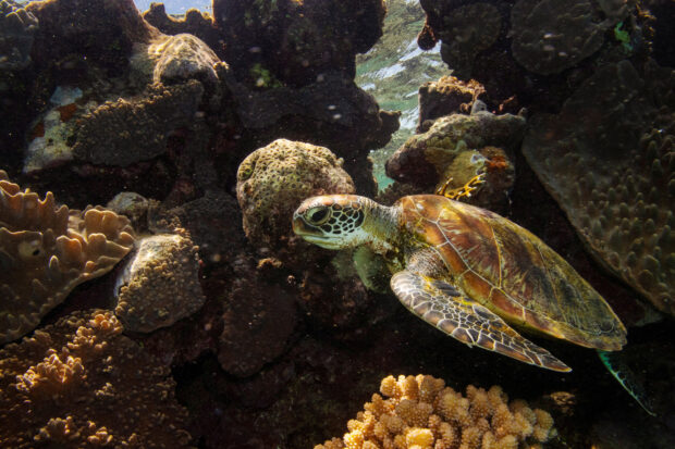 Australia's Great Barrier Reef off Unesco danger list