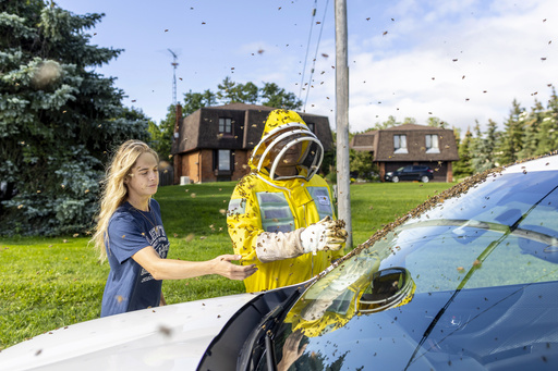5 million bees fall off truck near Toronto