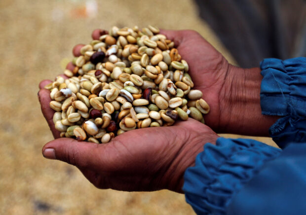 Indonesian coffee crop faces El Niño jolt