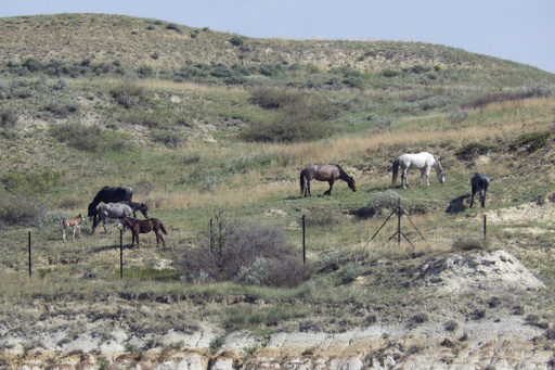 Wild horses at Theodore Roosevelt National Park 