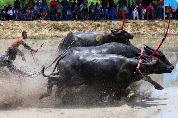 Thai buffalo race 