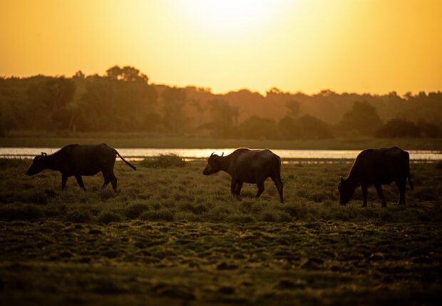 Asian buffalos roam on farmland during sunset in Soure, Marajó Island, Para State, on September 4, 2023. The Police force has adopted the buffalos as means of transportation to cross waterlogged areas when needed for operations on the island. The buffalos hooves allow them to move easily through muddy swamps and they cope well with the Island's intense tropical heat. The force was nicknamed Buffalo Soldiers by a Brazilian Magazine in reference to Bob Marley's hit song "Buffalo Soldier." (Photo by Carl DE SOUZA / AFP) brazilian asian buffalo