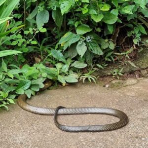King cobra spotted in Balacbac, Baguio City; still at large